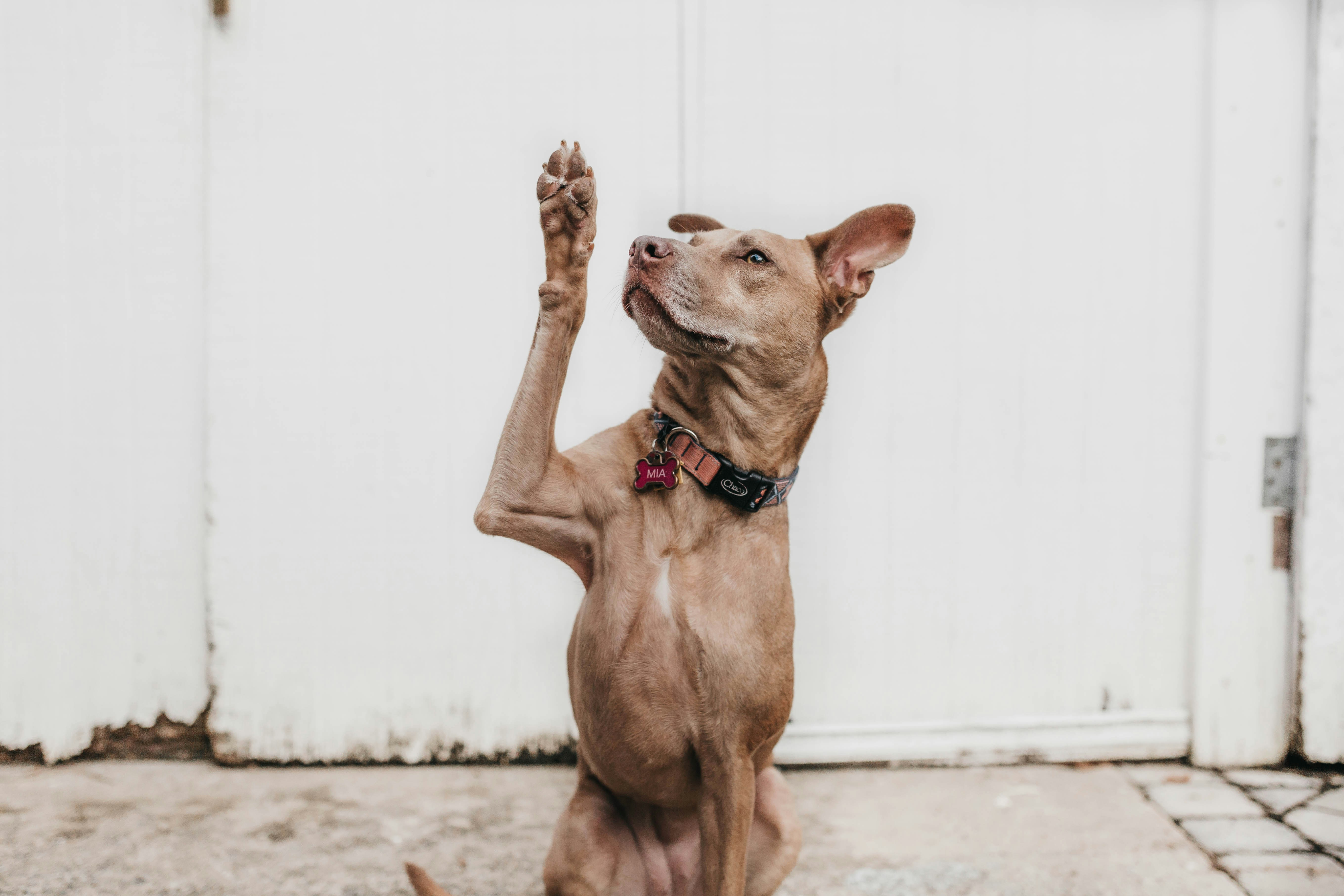 a dog raising paw